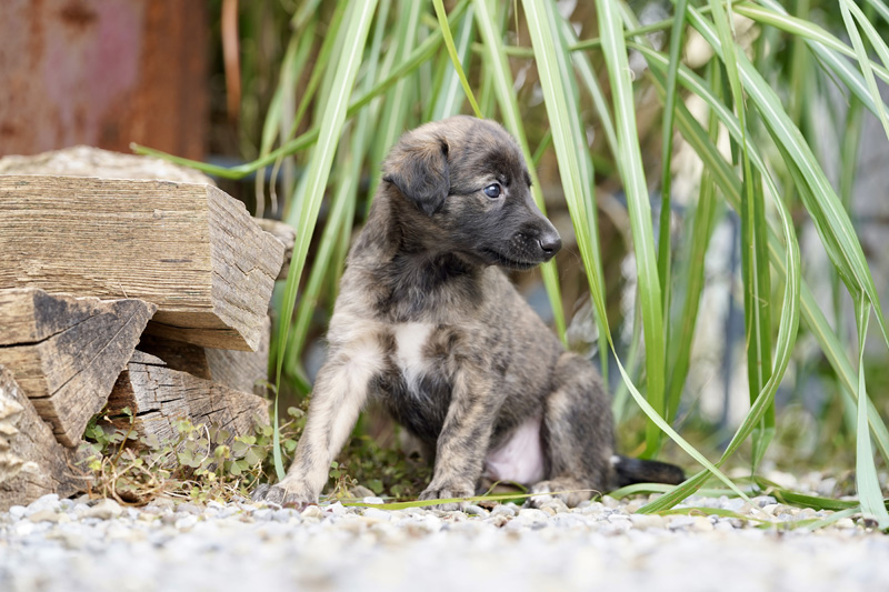 Hundefotografie Bern – Welpenshooting