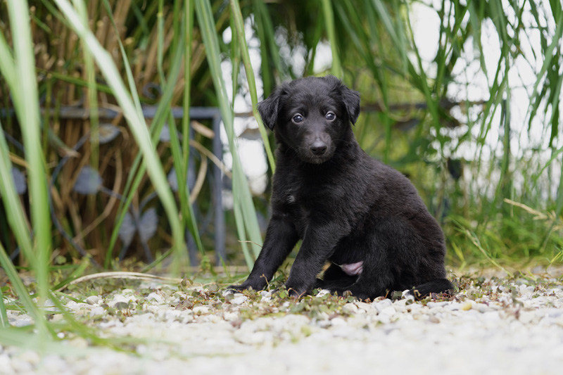 Hundefotografie Bern – Welpenshooting