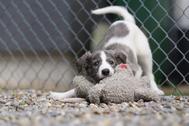 Hundefotografie Bern – Welpenshooting