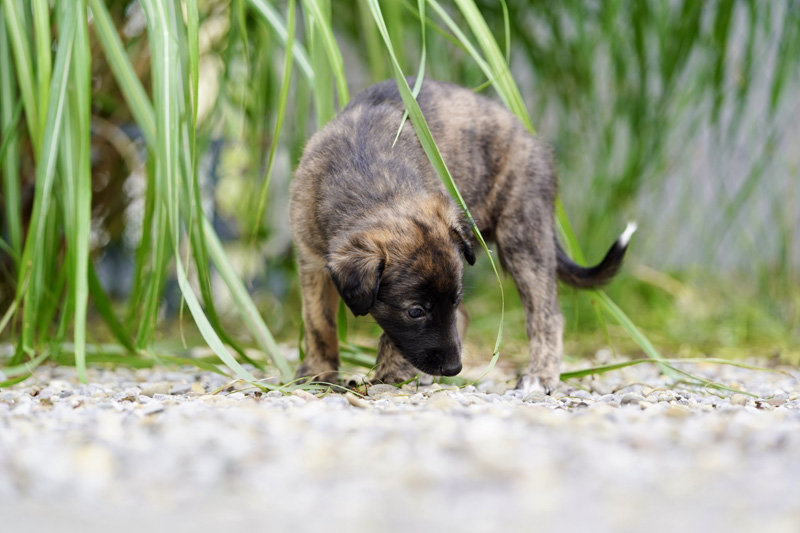 Hundefotografie Bern – Welpenshooting