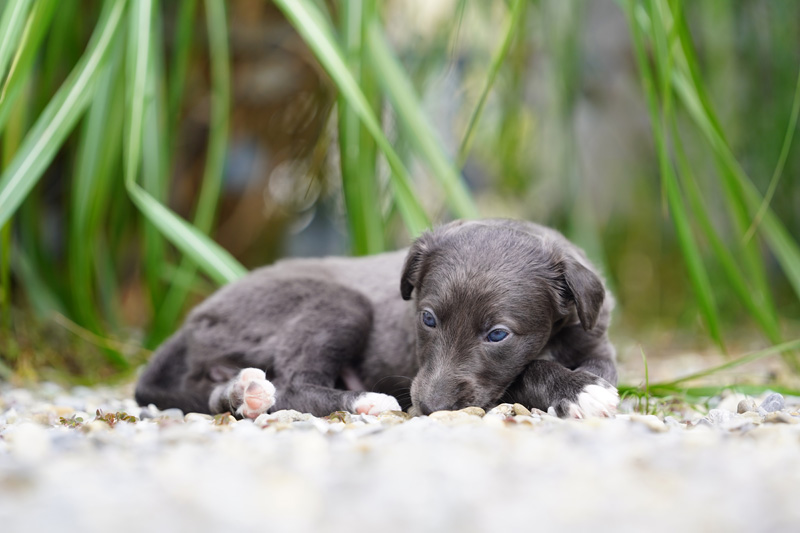 Hundefotografie Bern – Welpenshooting
