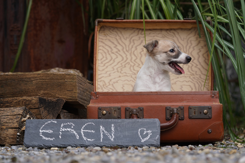 Hundefotografie Bern – Welpenshooting