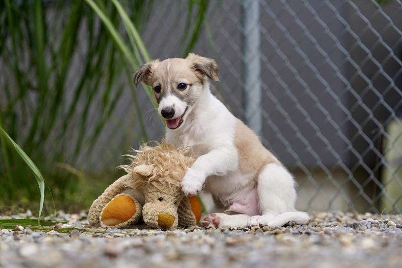 Hundefotografie Bern – Welpenshooting
