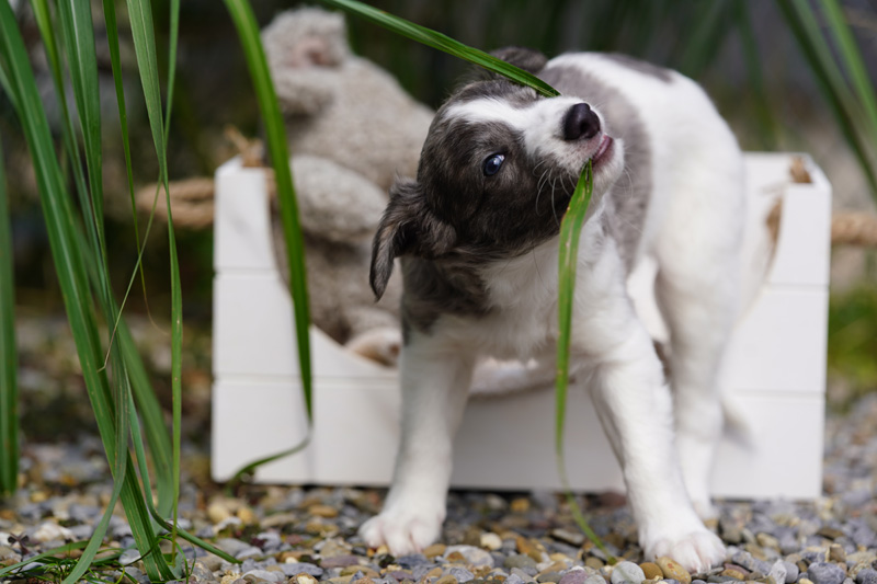 Hundefotografie Bern – Welpenshooting