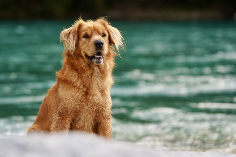 Hundefotografie Bern – Rusty