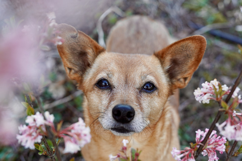 Hundefotografie in Bern