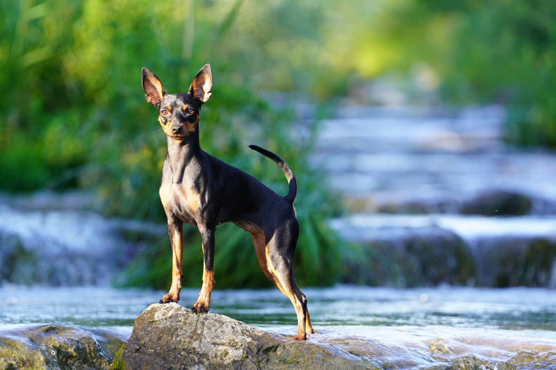 Hundefotografie in Bern