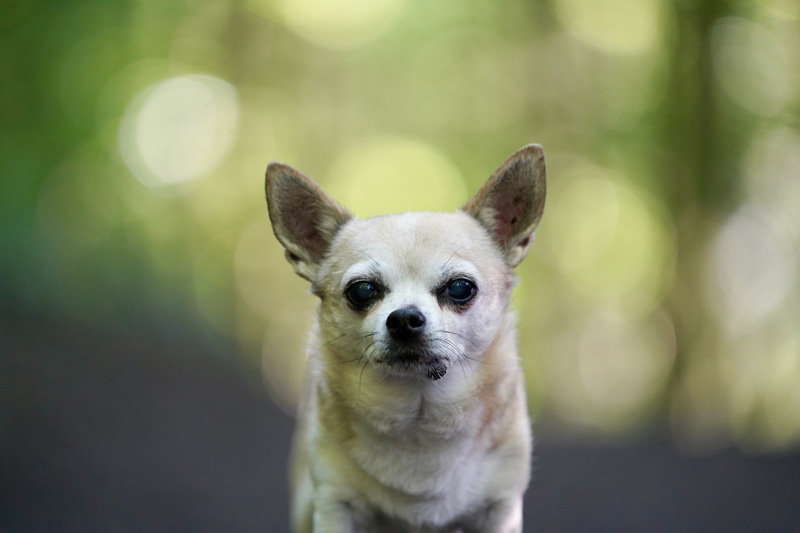 Hundefotografie in Bern