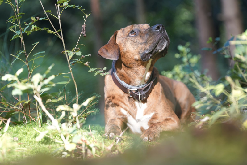 Hundefotografie in Bern